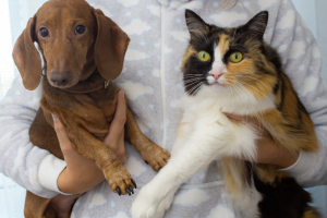 L’eau dure est-elle bonne pour vos animaux de compagnie ?